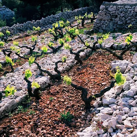 Loza - Moja Stina Seoca