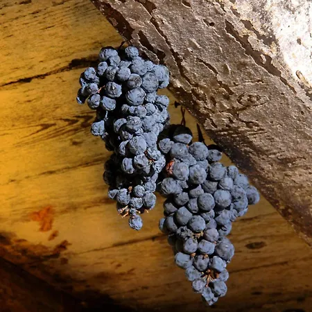 Loza - Moja Stina * Seoca